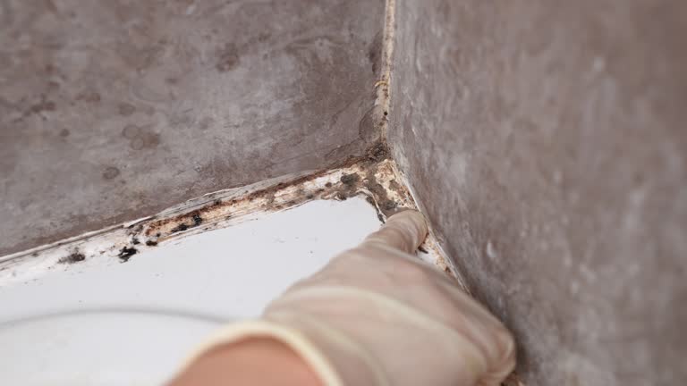 Best Residential Mold Inspection & Testing  in Donalsonville, GA